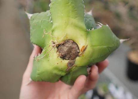 agave titanota  ソーラーエクリプス