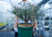 デウテロコニア クロランサ | mana's farm:塊根植物・アガベ・ドライ