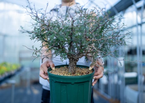 CATEGORY コーデックス | mana's farm:塊根植物・アガベ・ドライ