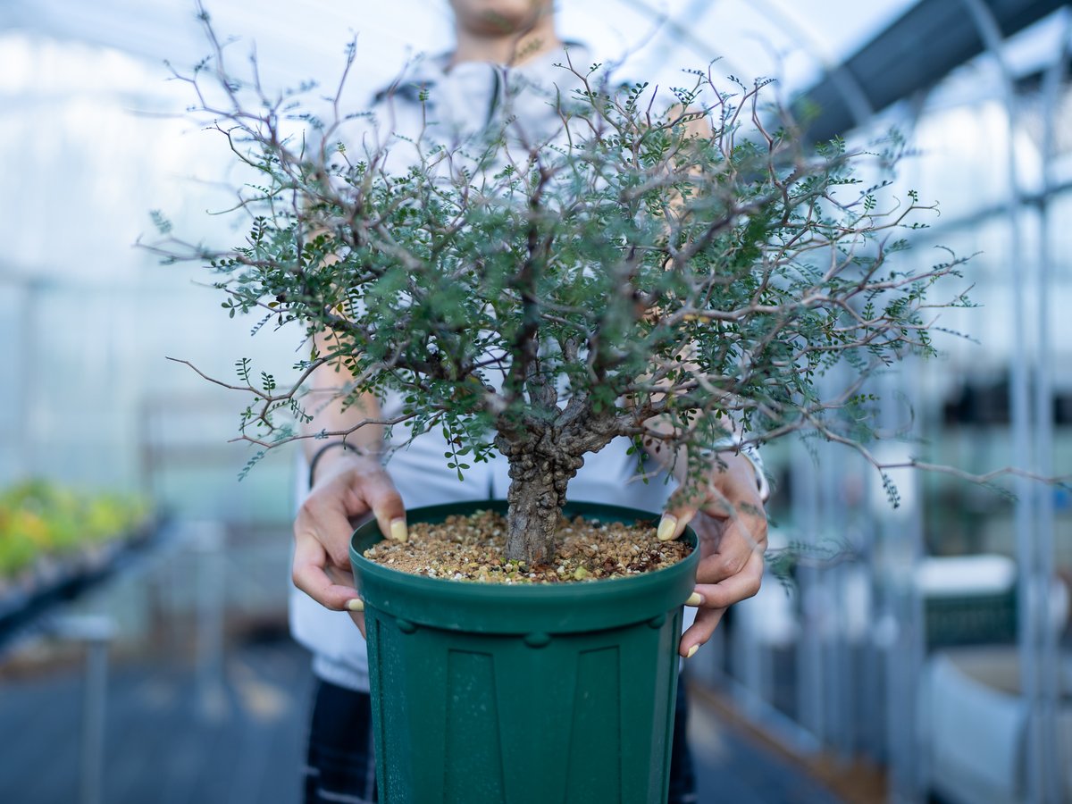 バオバブ　沖縄実生　塊根　灌木　オペルクリカリア オペルクリカリア パキプス 沖縄実生 | mana's farm:塊根植物・アガベ