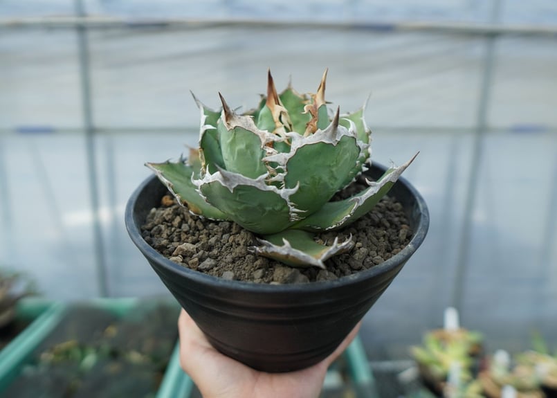 アガベ チタノタ R agave titanota R | mana's farm:塊根植物・