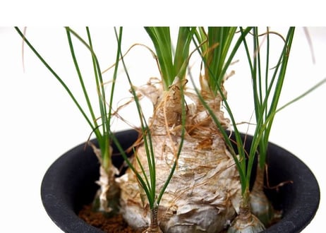 Albuca humilis　アルブカ・フミリス