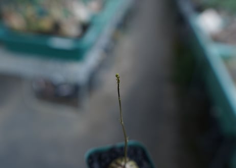 亀甲竜　Dioscorea elephantipes　No.2