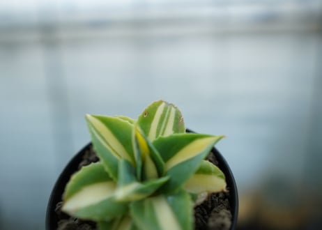 アガベ　王妃雷神錦　黄中斑　Agave　“Ohi Raijin Nishiki Kinakahu”