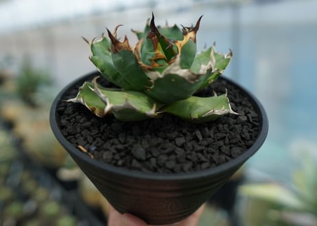 アガベ　チタノタ　姫厳龍　Agave titanota dwarf