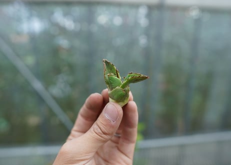 【抜き苗】アガベ　チタノタ　白鯨 from台湾　Agave titanota White whale  No.2