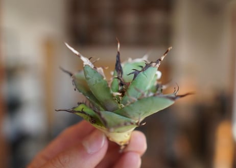 アガベ　チタノタ　ハデス　Agave titanota Hades
