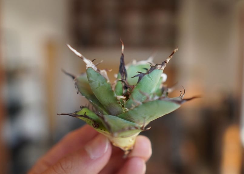 アガベ チタノタ ハデス Agave titanota Hades | mana's farm