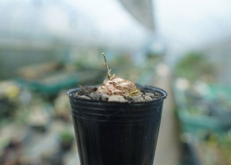 亀甲竜　Dioscorea elephantipes　No.1