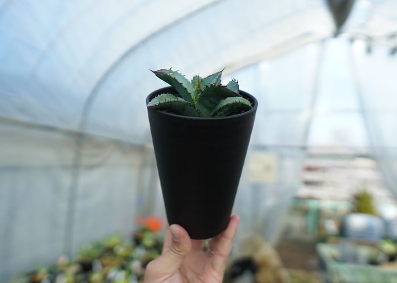 アガベ チタノタ ブルー Agave titanota Blue NO.2 | mana's