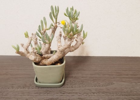 オトンナ クラビフォリア Othonna clavifolia 大株