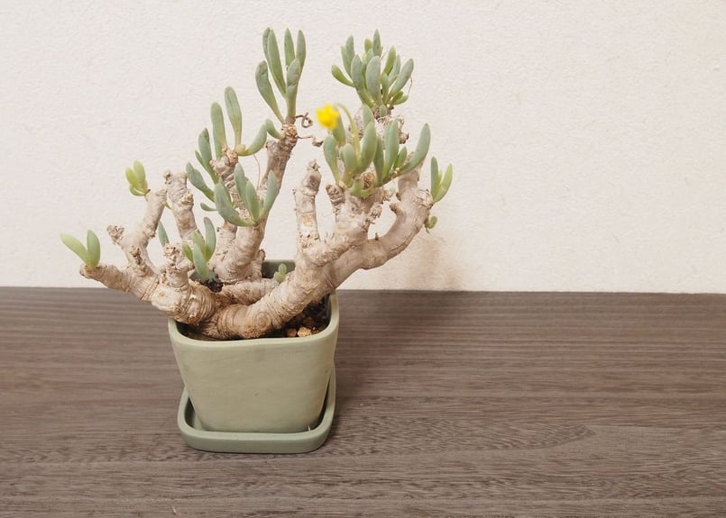 オトンナ　グラビフォリア① オトンナ クラビフォリア / Othonna clavifolia #1 | Ducks (