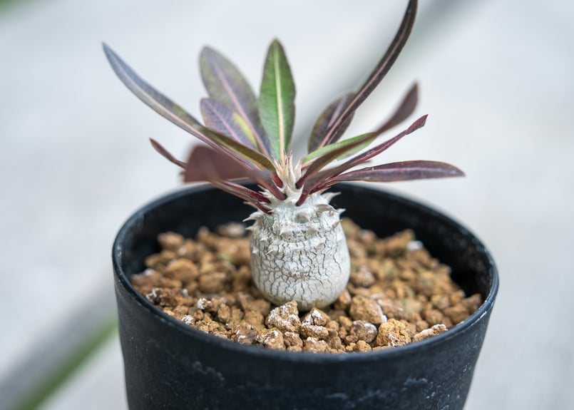 パキポディウム デンシフローラム 沖縄実生 | mana's farm:塊根植物