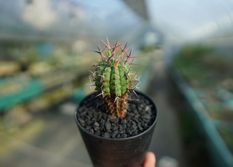 ユーフォルビア　群星冠　Euphorbia stellispina  No.1