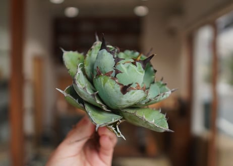 アガベ　チタノタ　 ブラックアンドブルー 　Agave titanota black and blue