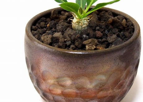 パキポディウム エブレネウム　Pachypodium eburneum