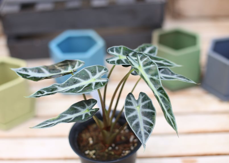 アロカシア バンビーノ | mana's farm:塊根植物・アガベ・ドライ