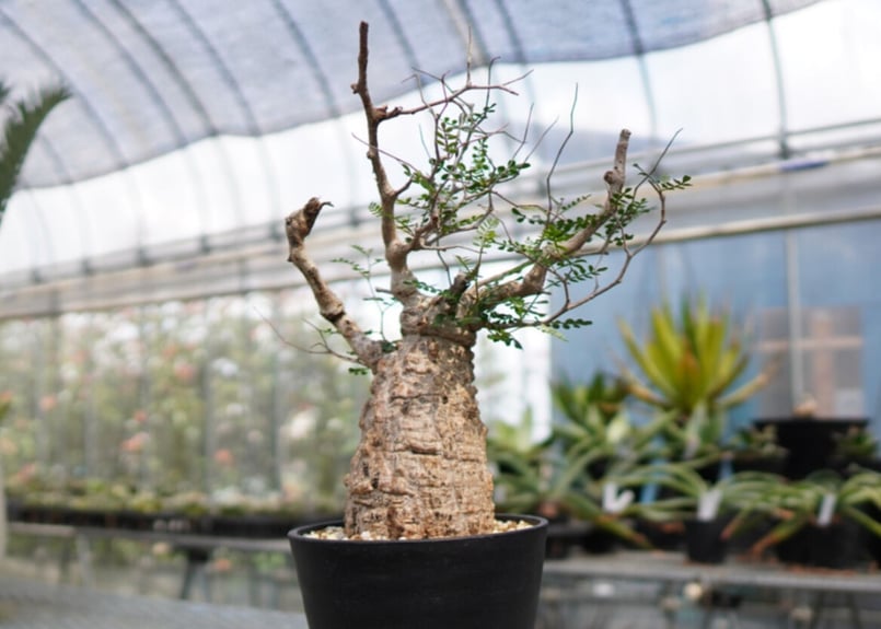 オペルクリカリア パキプス 《2》 | mana's farm:塊根植物・アガベ