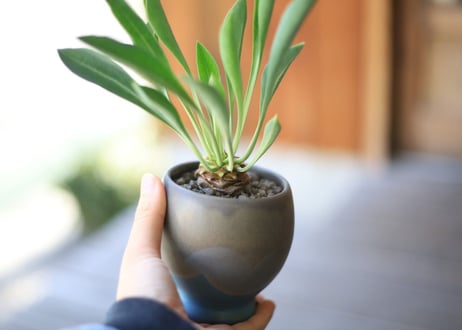 鉄甲丸　Euphorbia bupleurifolia