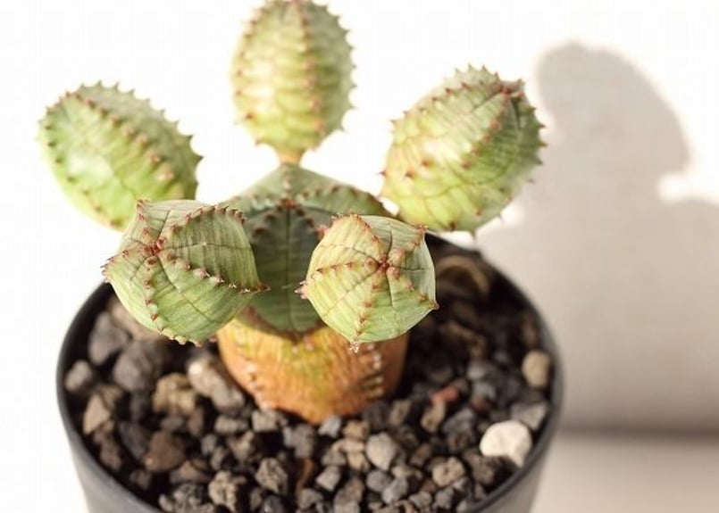 ユーフォルビア オベサ ブロウ | mana's farm:塊根植物・アガベ