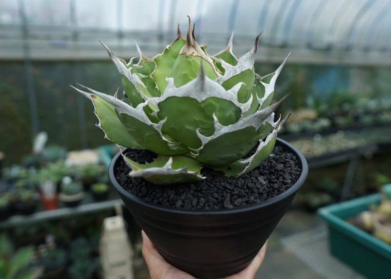 アガベ　獅子光　台湾 アガベ チタノタ 獅子光 agave titanota Lion light 子株 No.