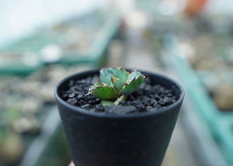 アガベ　チタノタ　 ブラックアンドブルー 　Agave titanota black and blue　No.2