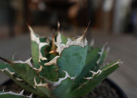 アガベ　チタノタ　Agave titanota