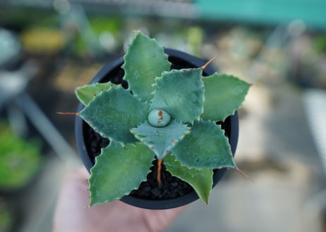 アガベ　イシスメンシス　Agave Isthmensis　No.1