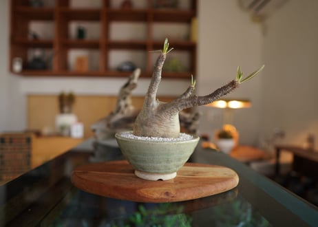 パキポディウム　グラキリス　 Pachypodium Gracilius
