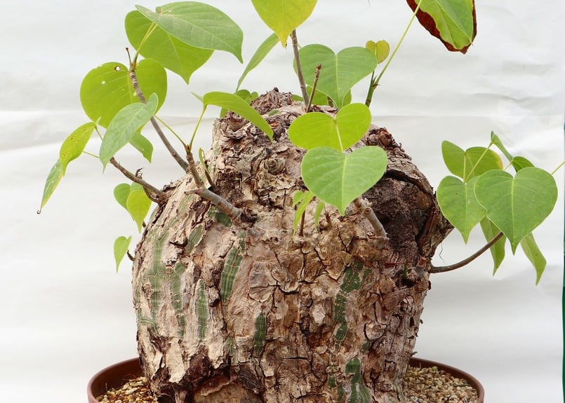 ボンバックス 塊根 大株 ボンバックス 塊根 大株