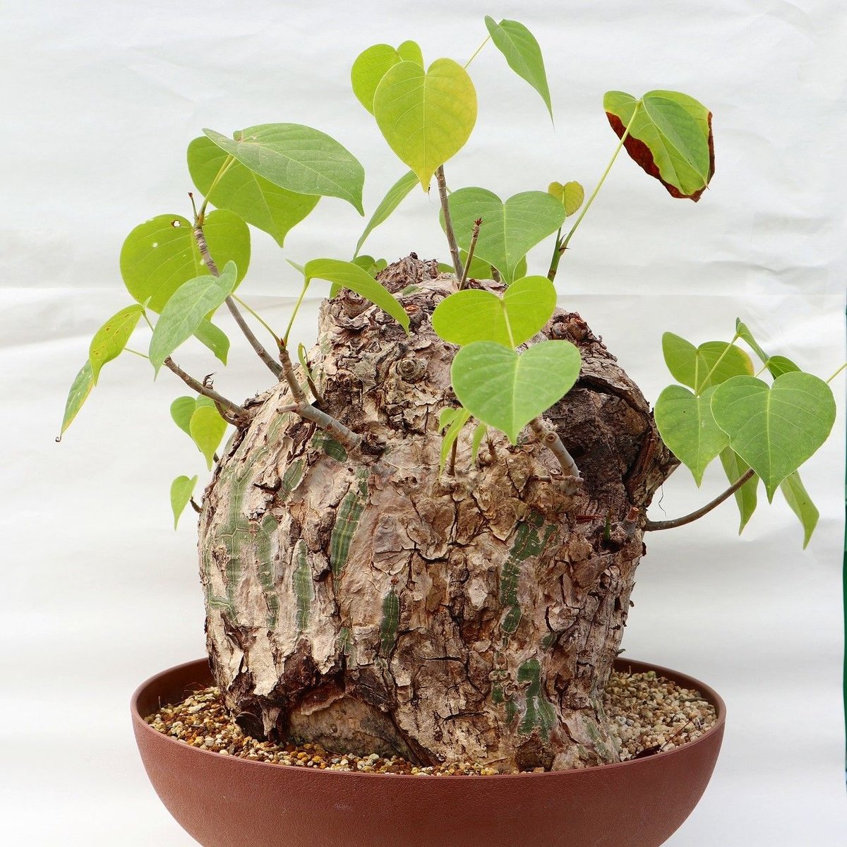 プセウド ボンバックス | mana's green:塊根植物販売|マナズグリーン プセウド ボンバックス | mana's green:塊根植物販売|マナズグリーン