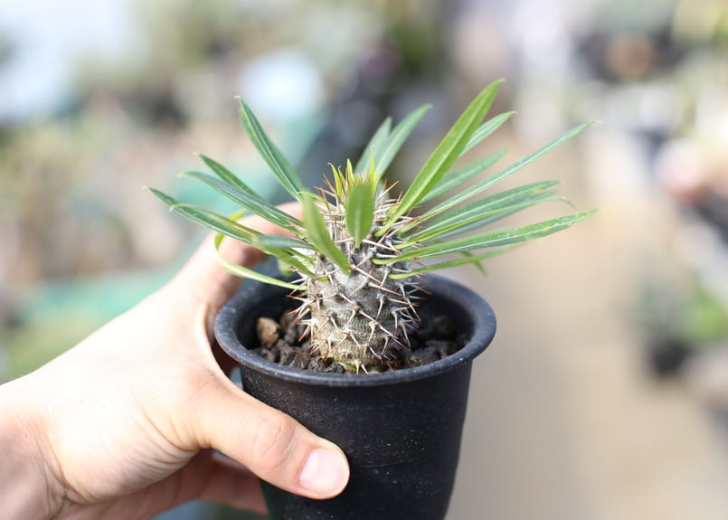 【早い者勝ち】パキポディウム　ラメリー 園芸ネット本店｜パキポディウム：ラメリー（綴化接木）4号23-03 の