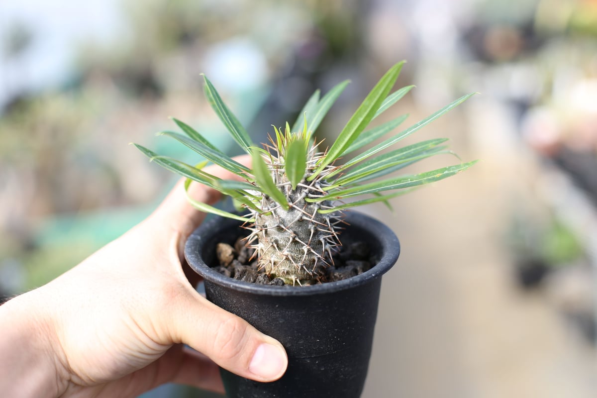 パキポディウム　ラメリー　抜き苗　塊根植物　ドライガーデン　アガベ　ユッカ パキポディウム ラメリー 抜き苗 塊根植物 ドライガーデン