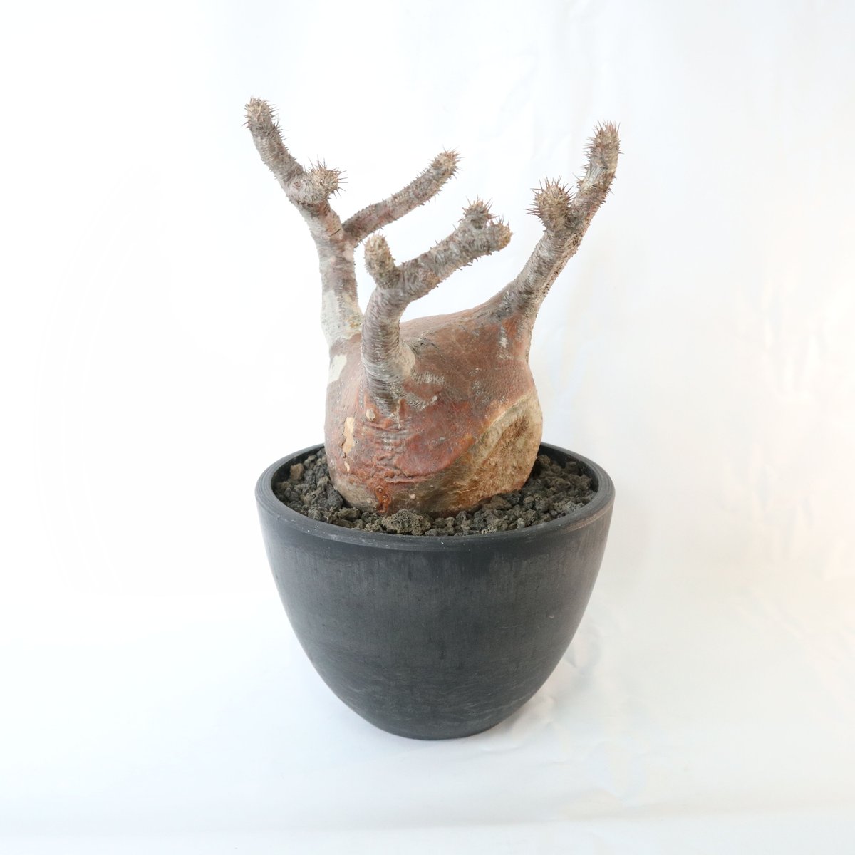 パキポディウム グラキリス 未発根株 №4 | mana's farm:塊根植物