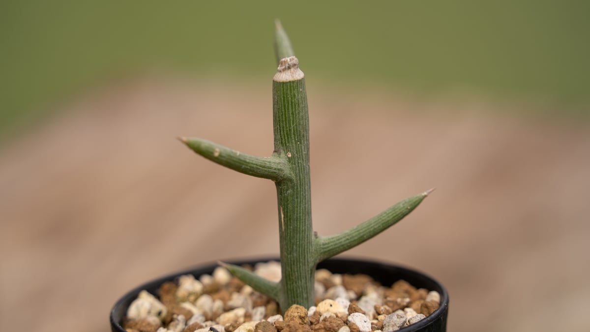 アデニア グロボーサ | mana's farm:塊根植物・アガベ・ドライ