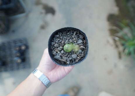 アデニア　グラウカ　Adenia Glauca　No.2