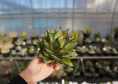agave titanota 剣竜　No.12