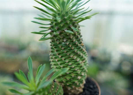 ユーフォルビア　ソテツキリン "パイナップルコーン"　Euphorbia sotetsukirin  No.4