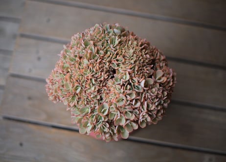 エケベリア  ジャイアントブルー 石化　 Echeveria  Giant Blue