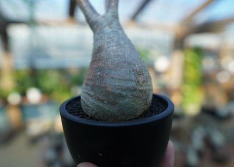 【未発根】パキポディウム　グラキリス　 Pachypodium Gracilius  No.11