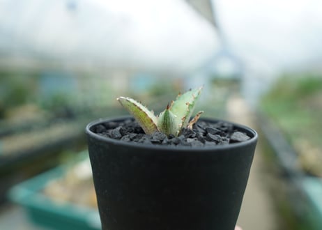 アガベ　チタノタ　萬代厳竜　Agave lophantha×titanota　No.2