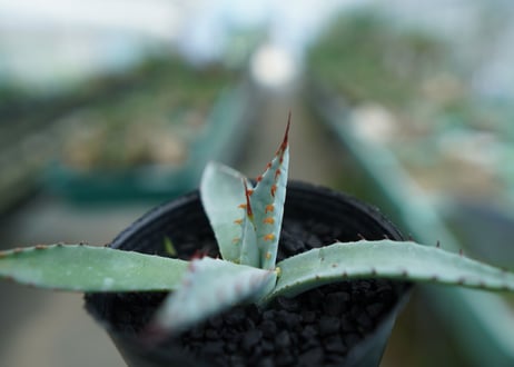 アガベ　屈原の舞扇 Agave 'Kutsugen no Maiougi'   No.4