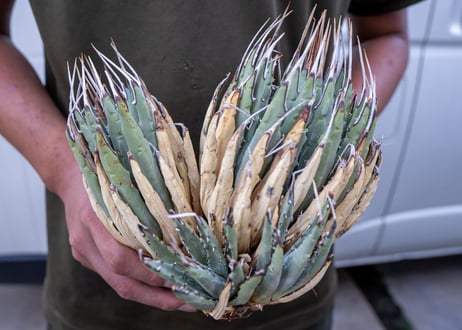 Agave uthaensis  NO.12