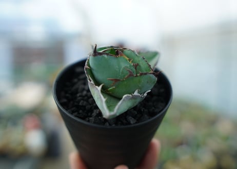 アガベ　チタノタ　 ブラックアンドブルー 　Agave titanota black and blue　No.1