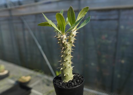 パキポディウム ホロンベンセ　Pachypodium　 horombense