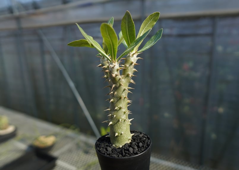 パキポディウム ホロンベンセ Pachypodium horombense | mana's