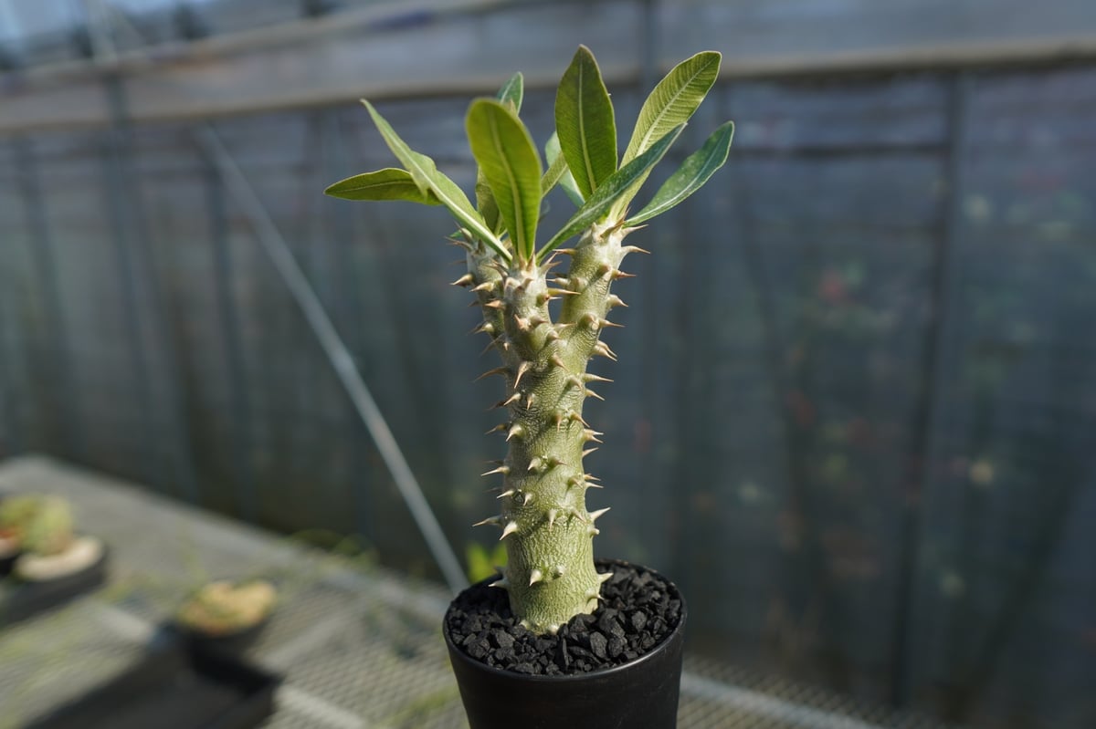 Pachypodium horombense パキポディウム　ホロンベンゼ　大株 パキポディウム ホロンベンセ Pachypodium horombense | mana's