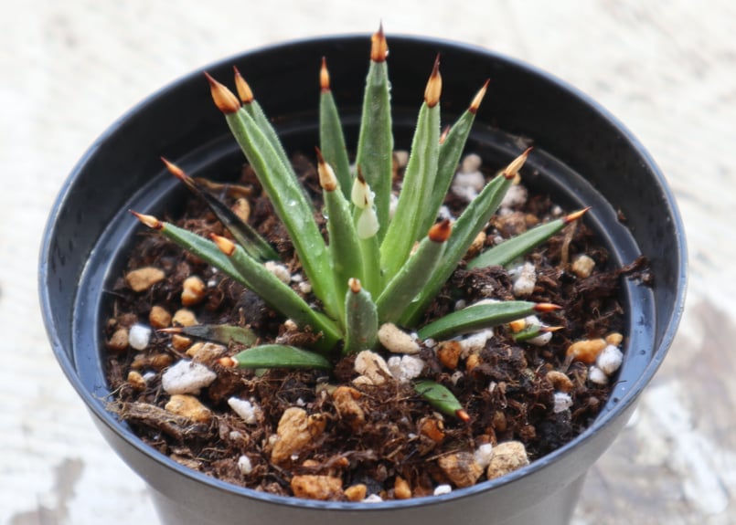 アガベ アルボピロサ タフツ | mana's farm:塊根植物・アガベ・ドライ