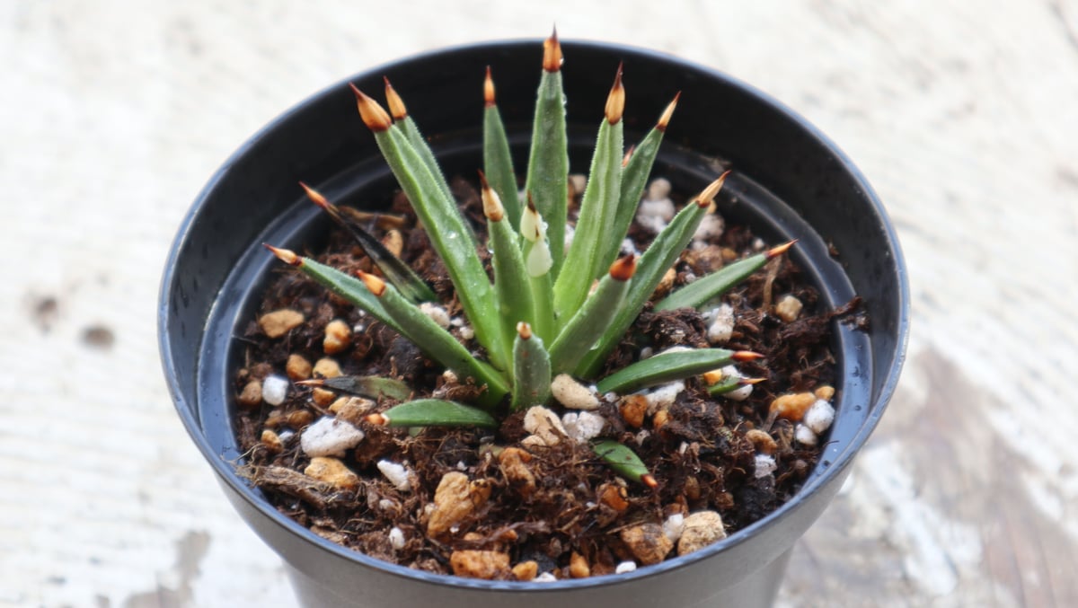 アガベ アルボピロサ タフツ | mana's farm:塊根植物・アガベ・ドライ