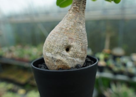 パキポディウム　マカイエンセ　Pachypodium makayense No.5